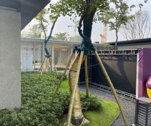 实景图